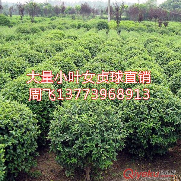 大量供應精品月季花盆栽全國包活發(fā)苗好品種月季花苗