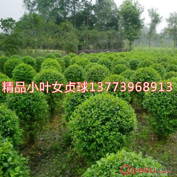 小葉女貞苗小葉女貞球小葉女貞工程用苗就在沭陽翼添苗木原始圖片2