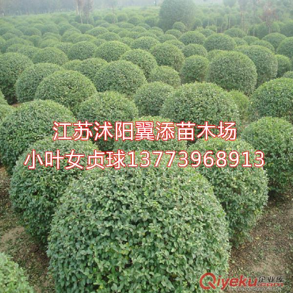 小葉女貞苗小葉女貞球小葉女貞工程用苗就在沭陽翼添苗木原始圖片3