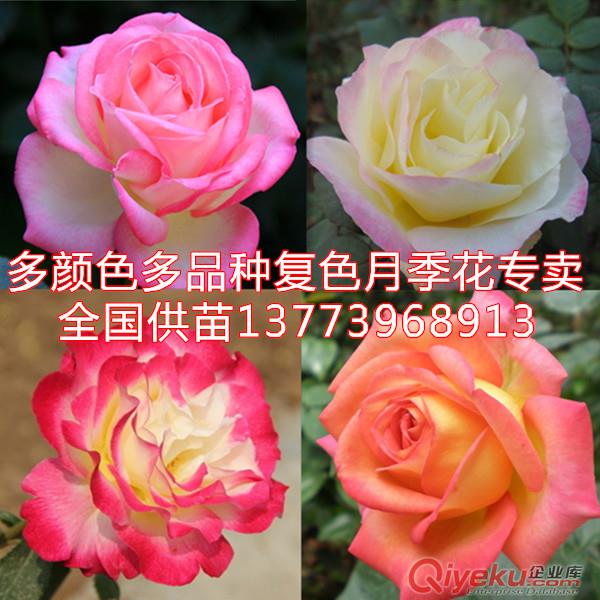大量供應精品月季花盆栽全國包活發(fā)苗好品種月季花苗原始圖片2