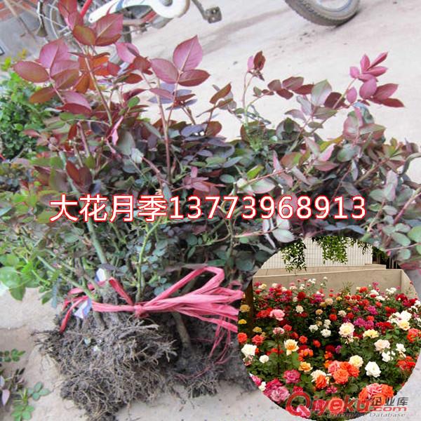 大量供應精品月季花盆栽全國包活發(fā)苗好品種月季花苗原始圖片3