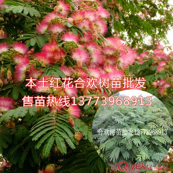 栽植前景比較好的綠化樹苗紅花合歡樹苗絨花樹一年苗原始圖片2