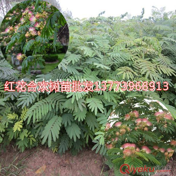 栽植前景比較好的綠化樹苗紅花合歡樹苗絨花樹一年苗原始圖片3
