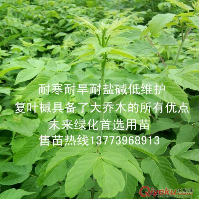 江蘇復葉槭小苗實物圖糖槭苗糖槭樹苗批發(fā)價格原始圖片2