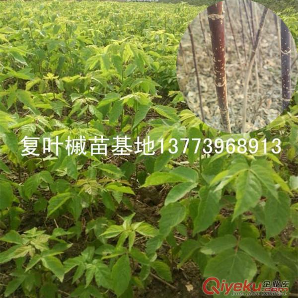 江蘇復葉槭小苗實物圖糖槭苗糖槭樹苗批發(fā)價格原始圖片3