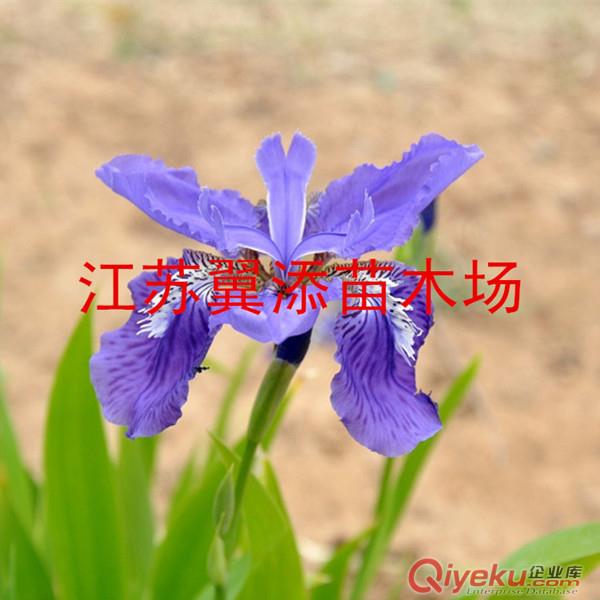 苗圃采摘藍(lán)蝴蝶鳶尾種子出芽率高經(jīng)濟(jì)效益高宿根花卉種子