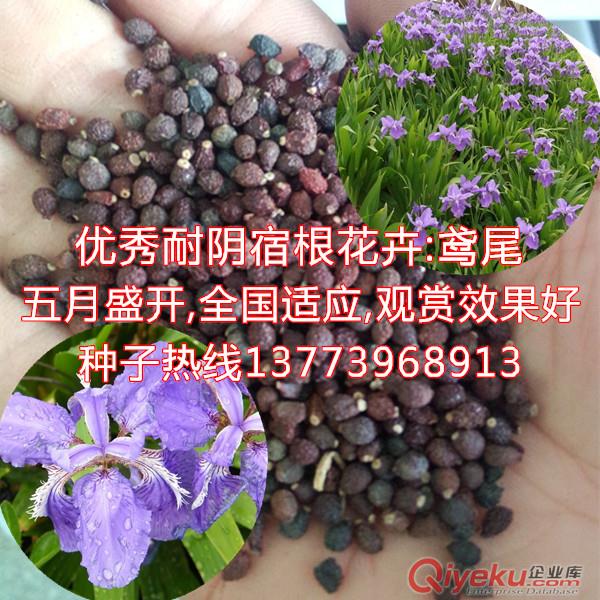 苗圃采摘藍蝴蝶鳶尾種子出芽率高經濟效益高宿根花卉種子