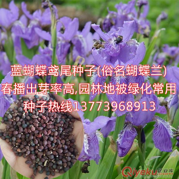苗圃采摘藍(lán)蝴蝶鳶尾種子出芽率高經(jīng)濟(jì)效益高宿根花卉種子原始圖片2