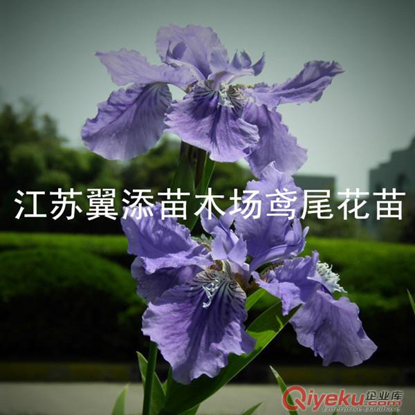苗圃采摘藍(lán)蝴蝶鳶尾種子出芽率高經(jīng)濟(jì)效益高宿根花卉種子原始圖片3