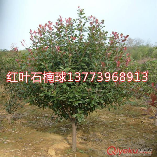 各種規格紅葉石楠球紅葉石楠苗獨桿石楠工程用苗