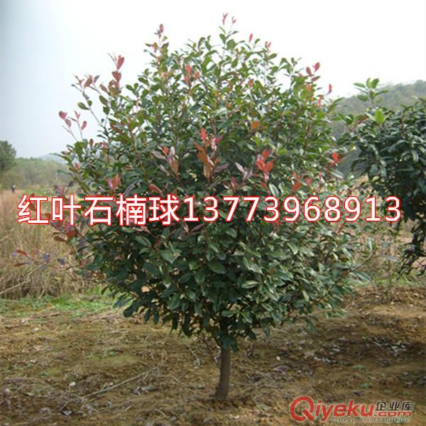 各種規(guī)格紅葉石楠球紅葉石楠苗獨桿石楠工程用苗原始圖片2