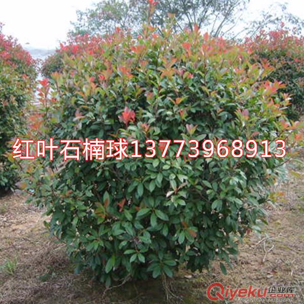 各種規(guī)格紅葉石楠球紅葉石楠苗獨桿石楠工程用苗原始圖片3