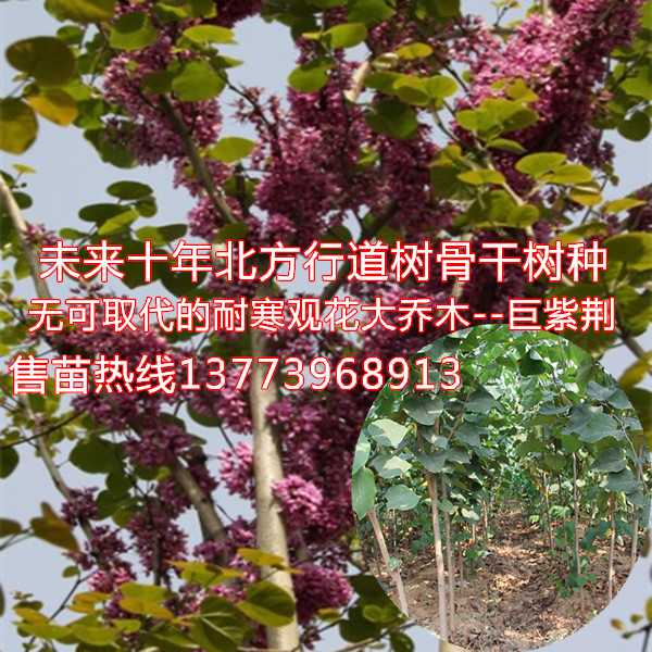 今年熱銷的臘梅小苗臘梅樹苗價格冬季開花的樹苗