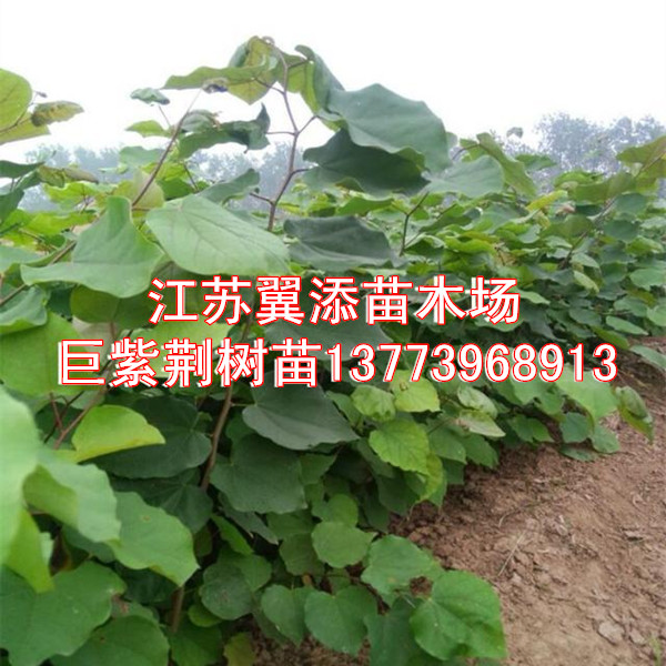 苗木投資需謹(jǐn)慎巨紫荊小苗您值得擁有本場(chǎng)tg巨紫荊芽苗原始圖片3