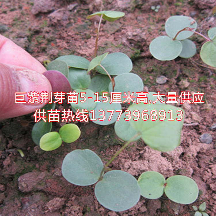 苗木投資需謹(jǐn)慎巨紫荊小苗您值得擁有本場(chǎng)tg巨紫荊芽苗原始圖片2