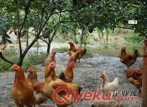 笨榨豆油大黃豆玉米紅小豆赤小豆綠豆小米