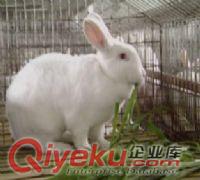 獺兔-長毛兔-肉兔-比利時兔-雜交野兔-