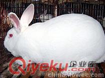 獺兔-長毛兔-肉兔-比利時兔-雜交野兔-