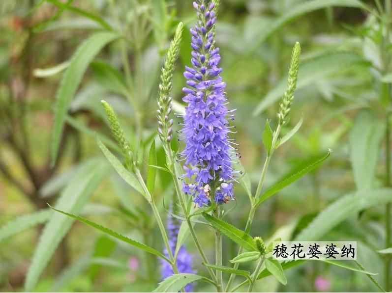 山東鼠尾草價格 山東蛇莓價格 山東千屈菜價格 山東婆婆納價格