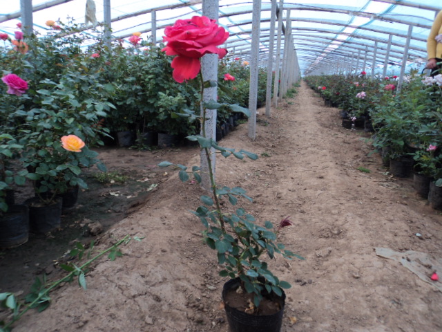 山東大花月季價格 山東紅帽月季價格山東豐花月季價格 山東薔薇價格