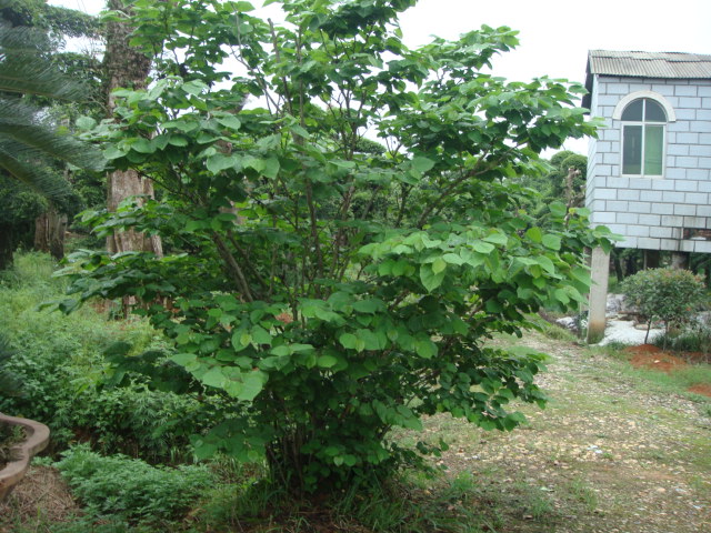 山東棣棠價格 山東珍珠梅價格山東丁香價格 山東紫荊價格