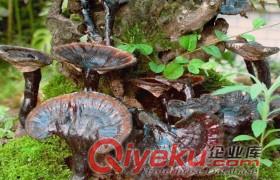  廠家大量現貨直供代報關，商檢靈芝提取物