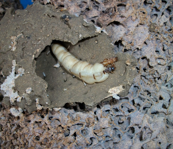 破獲古樹(shù)蟻巢,中山白蟻防治