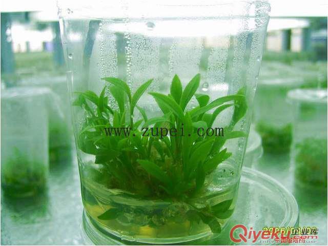 組培用抑菌劑山農(nóng)一號