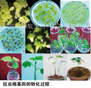 油菜轉基因實驗室定制服務
