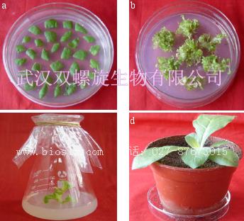 煙草轉化服務