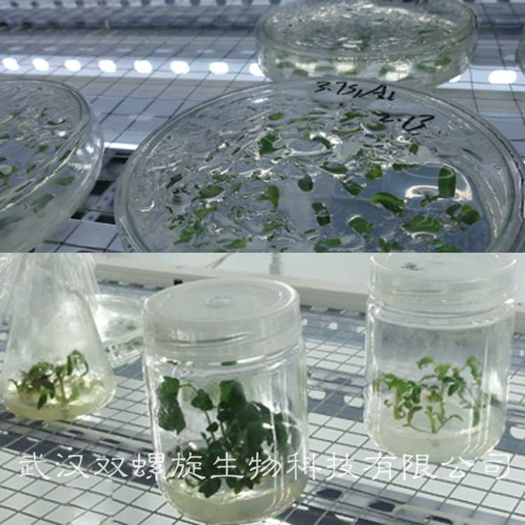無凝水{gx}節能植物組培架(專利產品)培養架