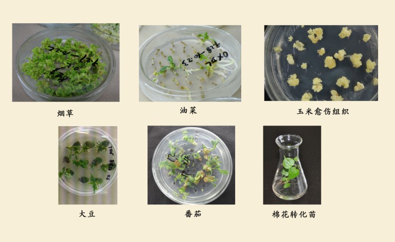 植物遺傳轉化/植物轉基因實驗一體化技術服務