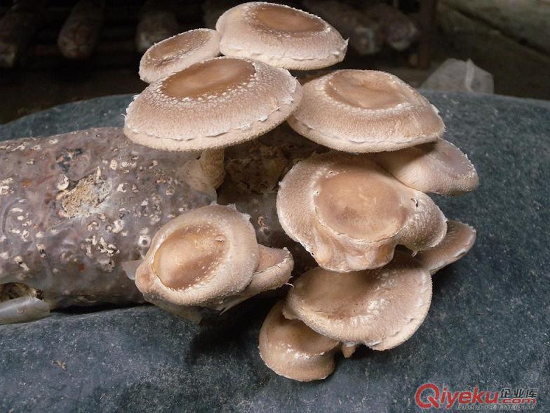 古田原產(chǎn)香菇干貨原始圖片2