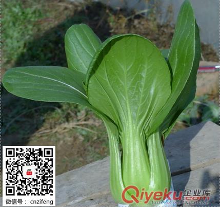 華英 蔬菜種子青梗菜小白菜上海青油菜陽臺盆栽種菜原始圖片2