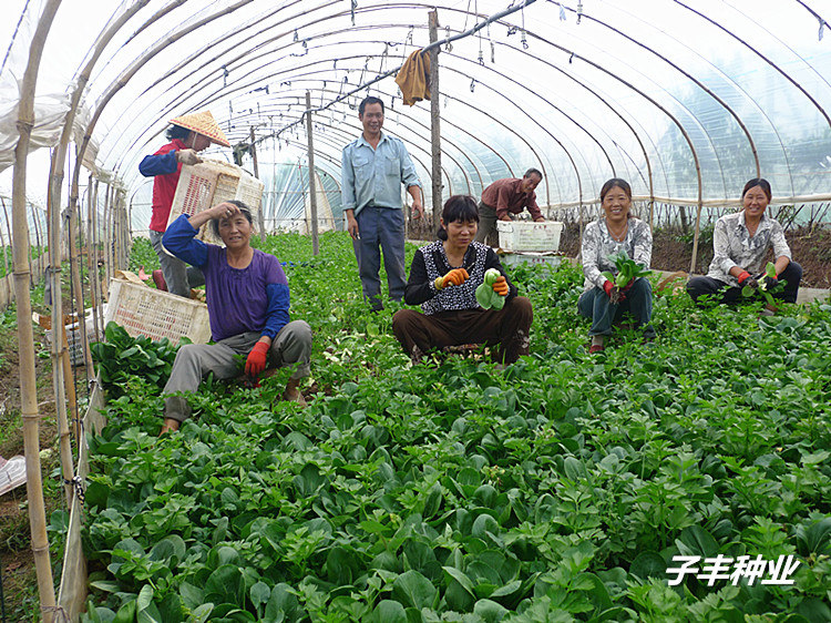 华英青梗菜基地专用美观型青梗菜种子种植园{sx}小白菜种子