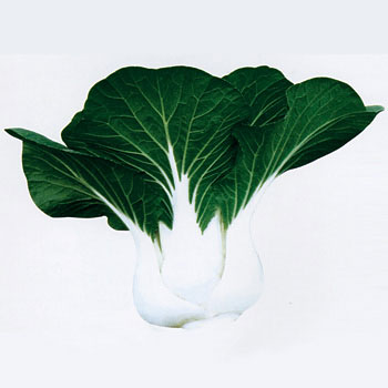 特選矮腳奶白菜種