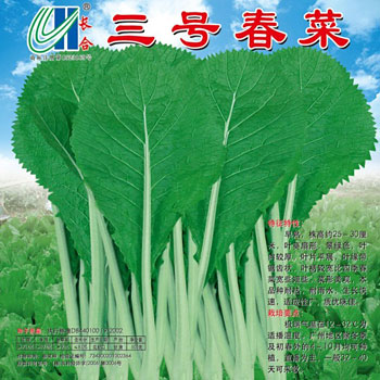 大坪埔大肉包心芥種