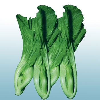 四季春菜種