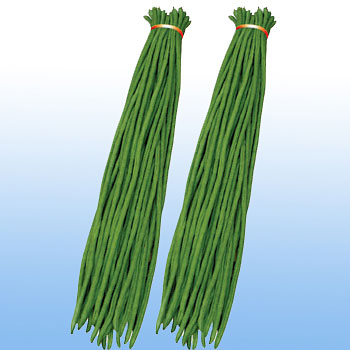 白仁油青豆角