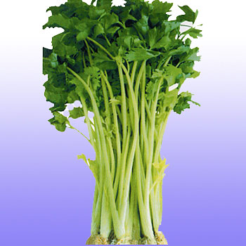黃心白骨香芹種