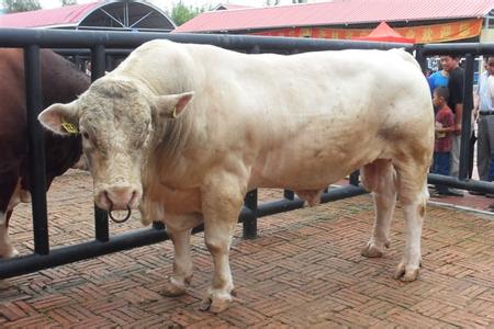 肉牛养殖给大家介绍下怎样快速育肥肉牛