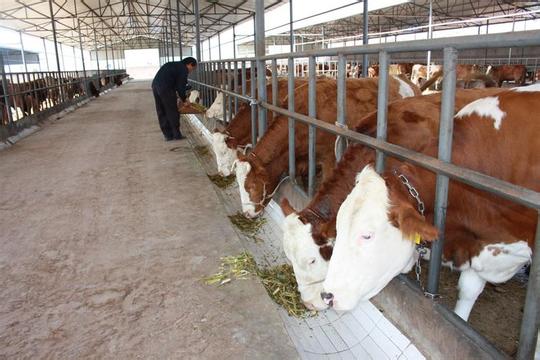 肉牛养殖给大家介绍下怎样快速育肥肉牛