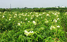 供應菜芙蓉金花葵種子