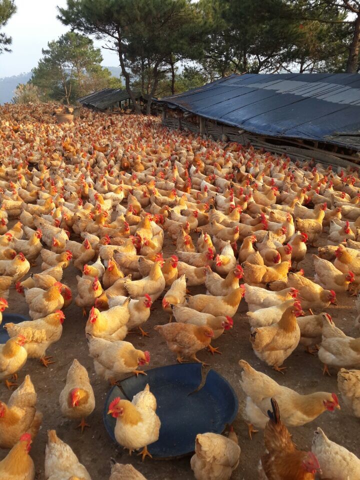 三黄鸡肉鸡