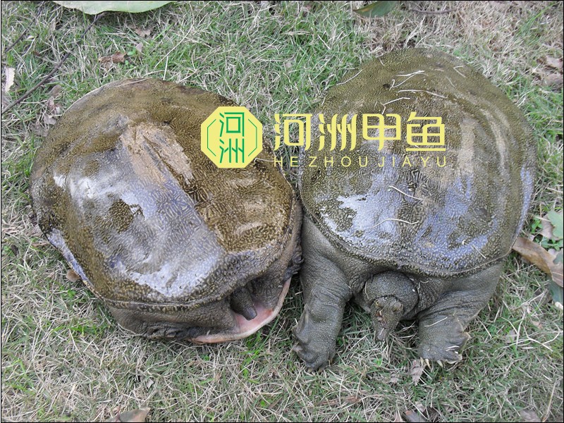 常德生態(tài)甲魚|甲魚批發(fā)