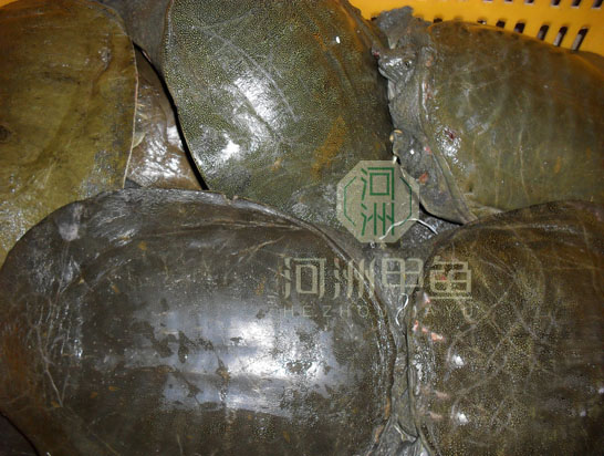 湖南甲魚|冷水甲魚批發(fā)