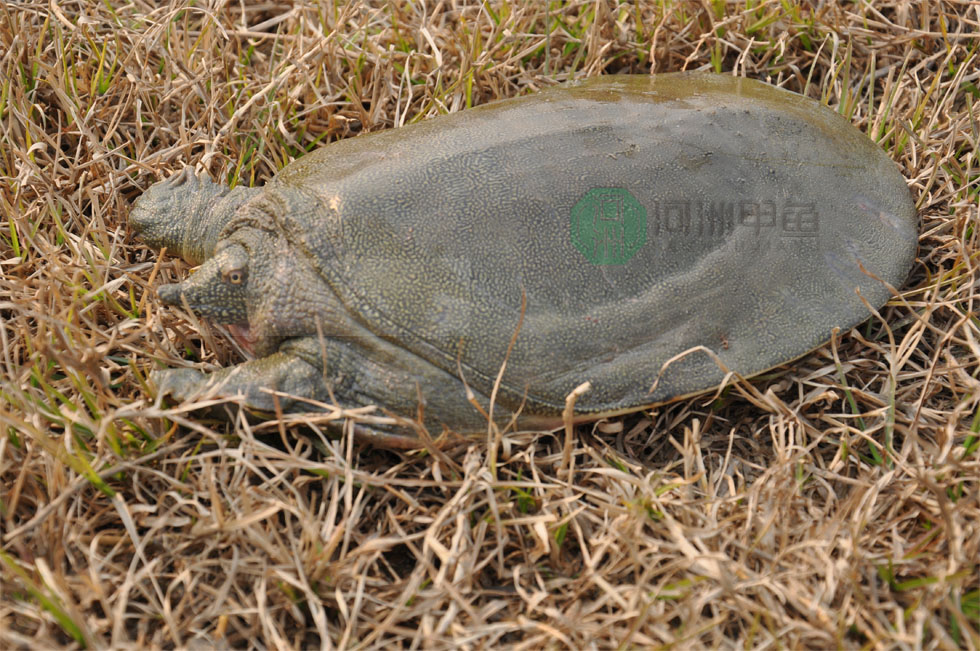  深圳甲魚(yú)苗批發(fā)價(jià)格 生態(tài)甲魚(yú)原始圖片2