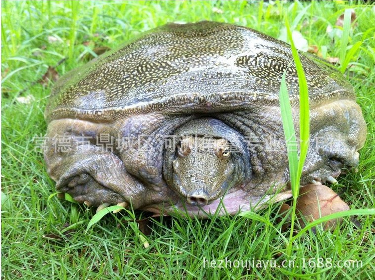 仿野生甲魚出售價格|生態(tài)水魚銷售價格【河洲甲魚】