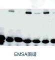 凝膠遷移或電泳遷移率（EMSA）對外服務(wù) ({gx}率，高質(zhì)量）