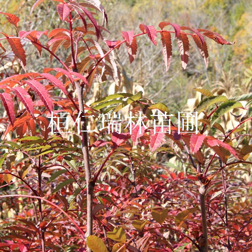 百华花楸苗 百花花楸树苗 花楸小苗 辽宁花楸苗